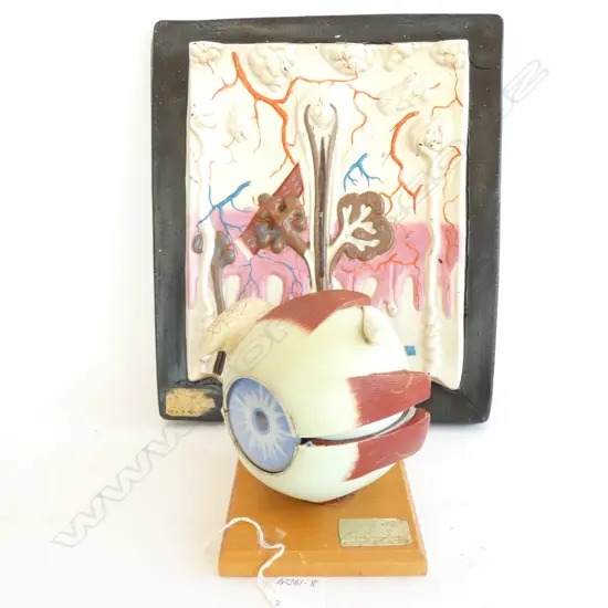 2 VINTAGE PLASTIC/RUBBER MEDICAL TRAINING MODELS....