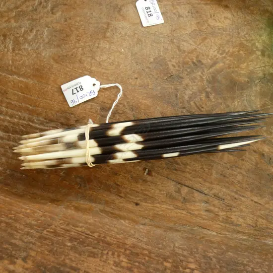 COLLECTION OF PORCUPINE QUILLS L.215mm