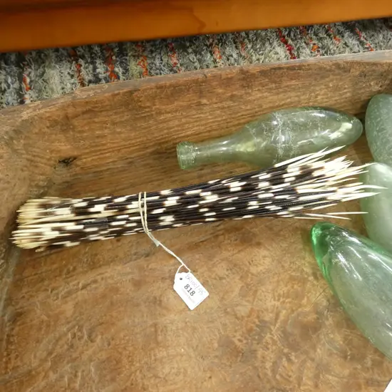 COLLECTION OF PORCUPINE QUILLS L.380mm