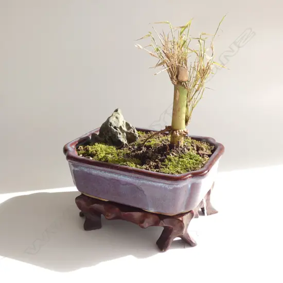 BAMBOO BONSAI IN JUN WARE STYLE POT L.190mm