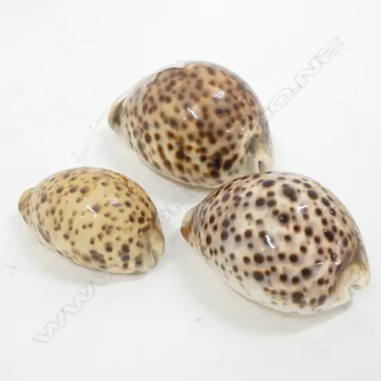 THREE COWRIE SHELLS