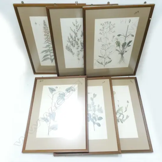 6 LG 19TH HAND COLOURED FRAMED BOTANICAL  PRINTS