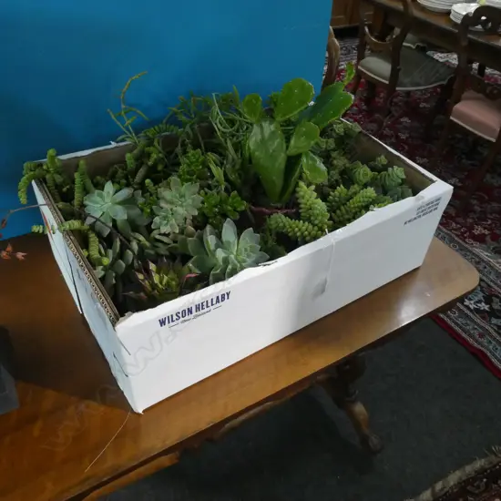 VARIOUS SUCCULENT PLANTS