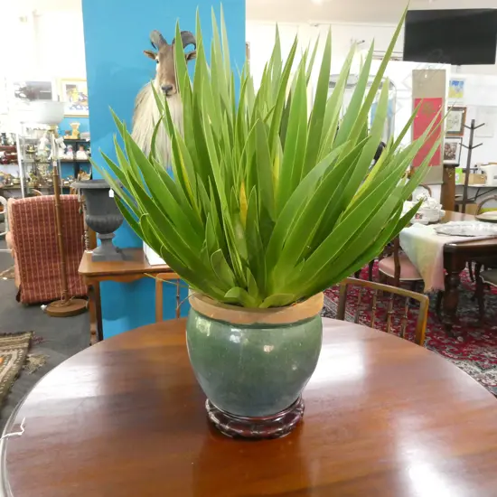 POOR KNIGHTS LILY IN POT