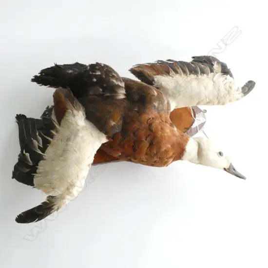 TAXIDERMIED DUCK W.550mm AF