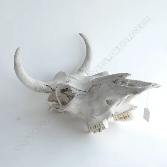 HORNED BULL SKULL L.470mm