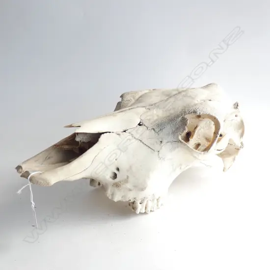 COW SKULL L.450mm