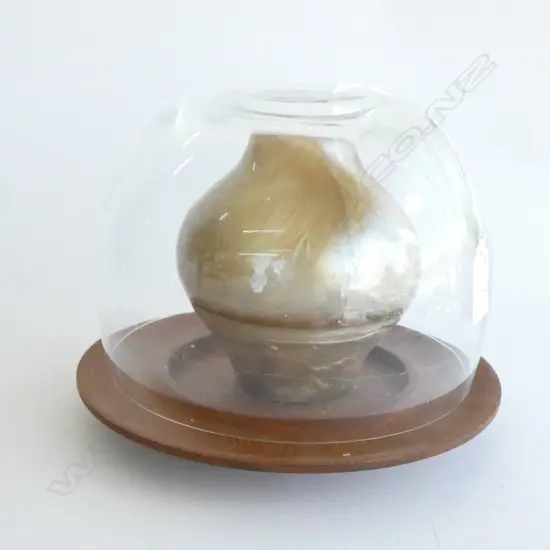 RESIN VASE H.140mm + GLASS DOME 