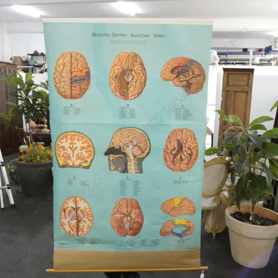 VINTAGE ROLL DOWN EDUCTIONAL CHART 'HUMAN BRAIN'...