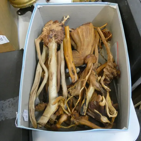 BOX LOT ASST. TREE GROWTHS / DACTYLANTHUS