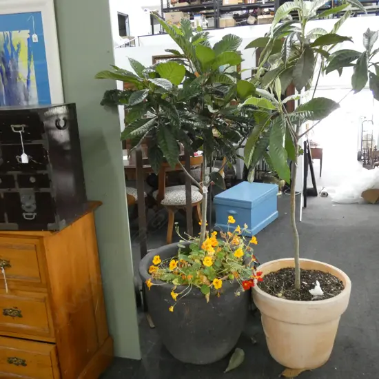 POTTED LOQUAT TREE H.1800mm