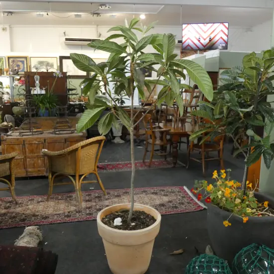 POTTED LOQUAT TREE H.1925mm