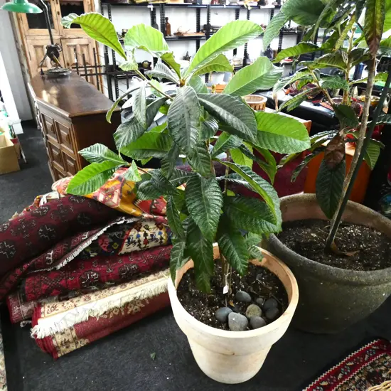 POTTED LOQUAT TREE H.1400mm