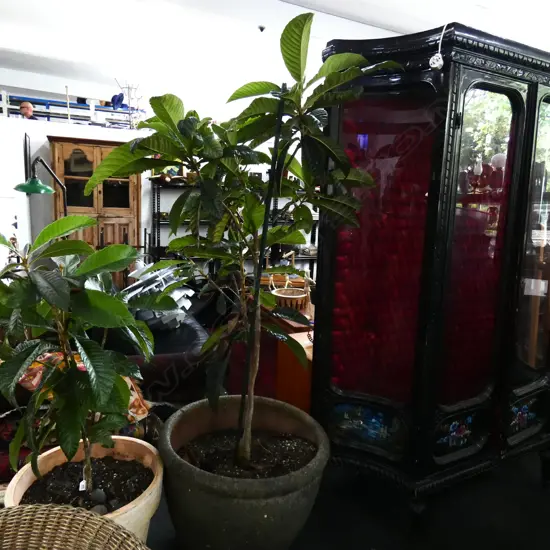 POTTED LOQUAT TREE H.2000mm