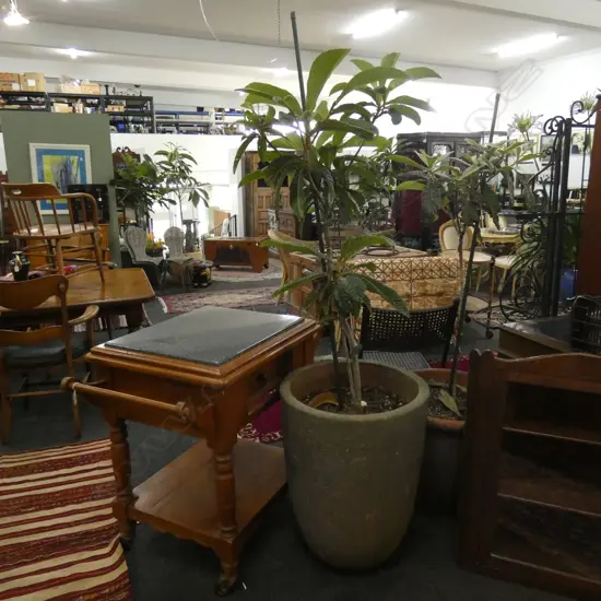 POTTED LOQUAT TREE H.1800mm