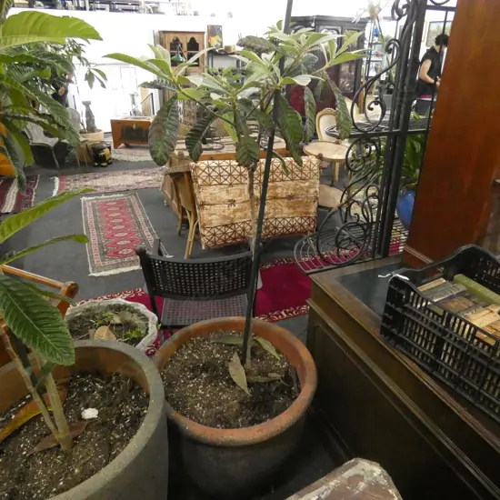 POTTED LOQUAT TREE H.1700mm