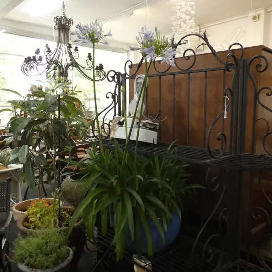 POTTED PURPLE AGAPANTHUS 