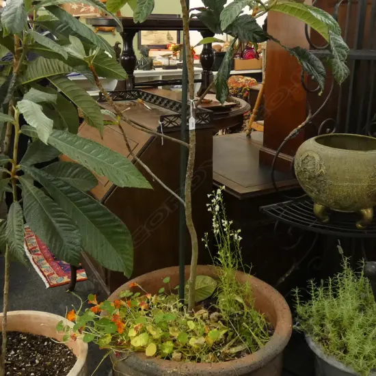 POTTED LOQUAT TREE H.1800mm