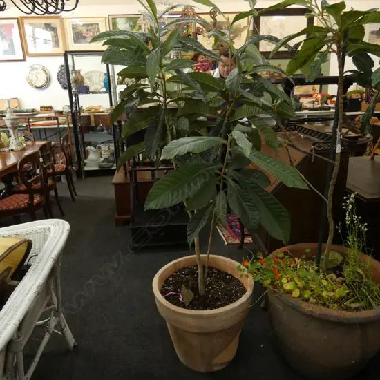 POTTED LOQUAT TREE H.1700mm