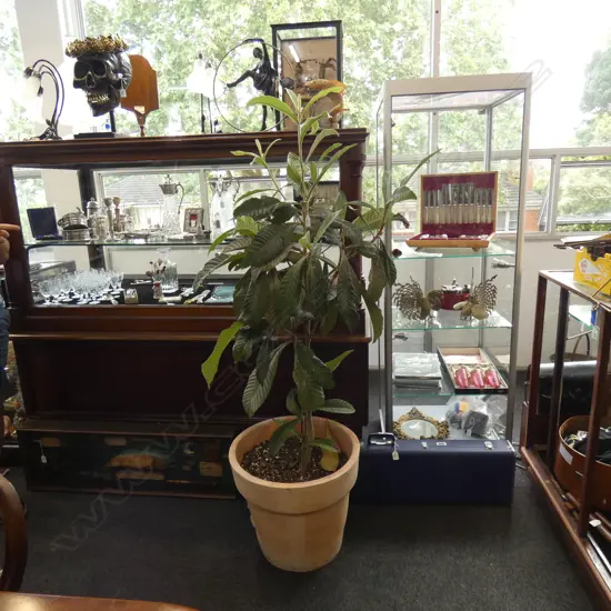 POTTED LOQUAT TREE H.1700mm