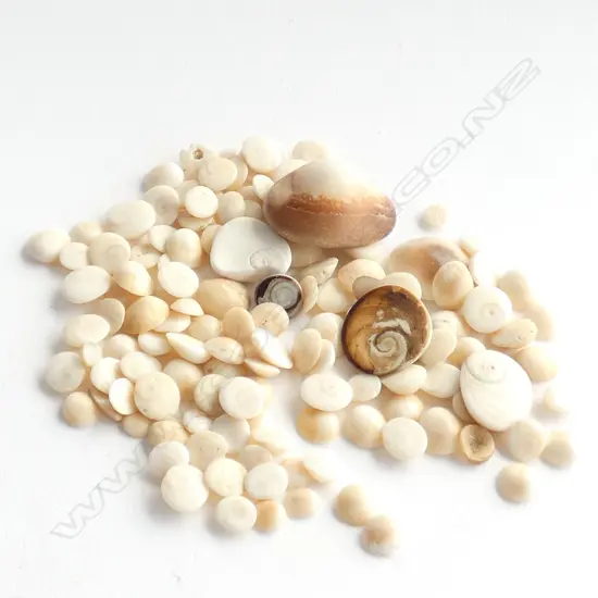 SHELL COLLECTION