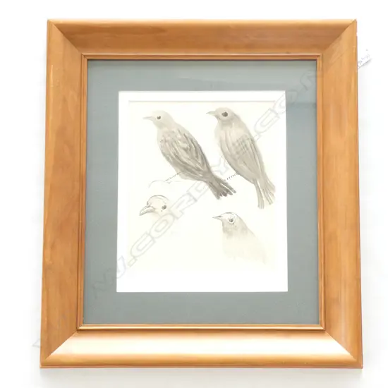 JOHN WEEKS ‘SONG THRUSH’ WATERCOLOUR STUDY WEEKS-O’CONNOR ESTATE STAMP VERSO. 220mm x 190mm