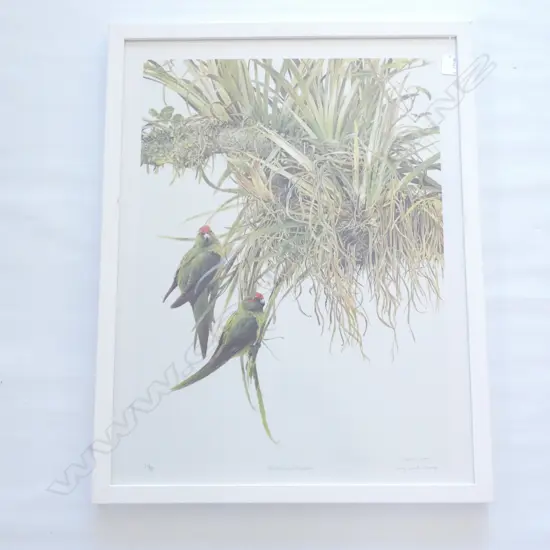 RAYMOND CHING 'RED CROWNED PARAKEETS' LTD. ED 690/850  480 X 710MM