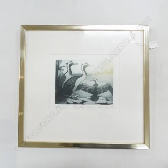 JOAN TAYLOR COLOUR ENGRAVING PIED SHAGS 2/3 190 X 230 MM