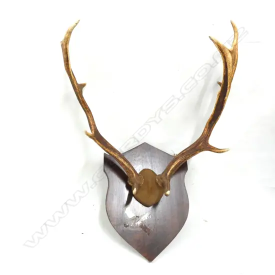 WOODEN SHEILD MOUNTED ANTLERS H.650mm