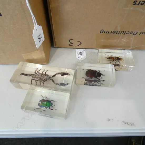 FOUR INSECTS IN ACRYLIC...