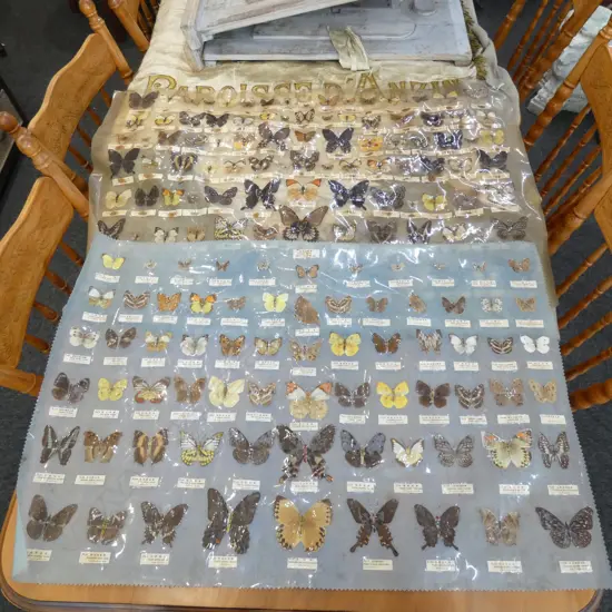 2 CHINESE BUTTERLIES LAMINATED 580x860mm