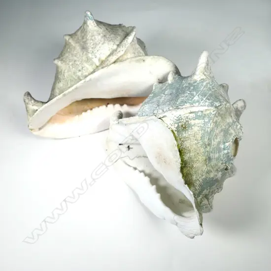 TWO OLD PAINTED CONCH SHELLS, L. 240MM