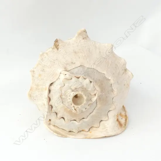 OLD LGE CONCH SHELL 