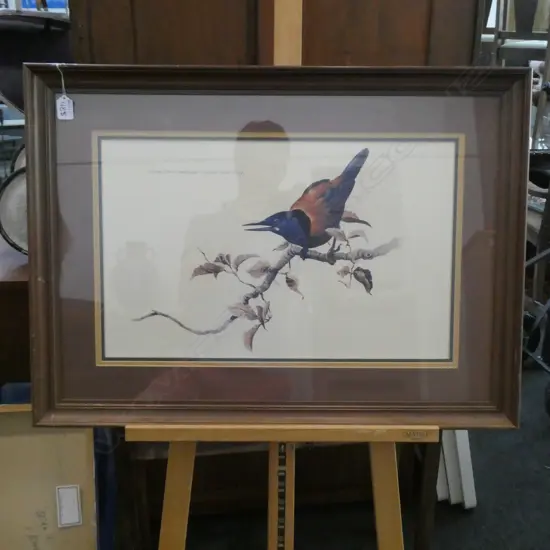 RAYMOND HARRIS PRINT NORTH ISLAND SADDLEBACK 780 X 570MM 