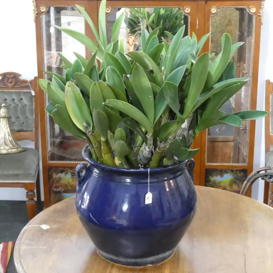 POTTED YELLOW ORCHIDS