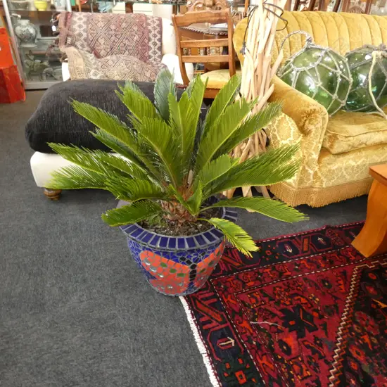 POTTED CYCAD PALM