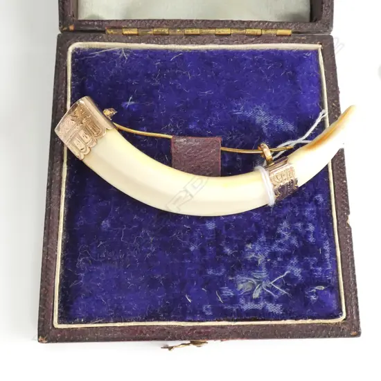 COLONIAL 9CT MOUNTED BOAR'S TUSK BROOCH
