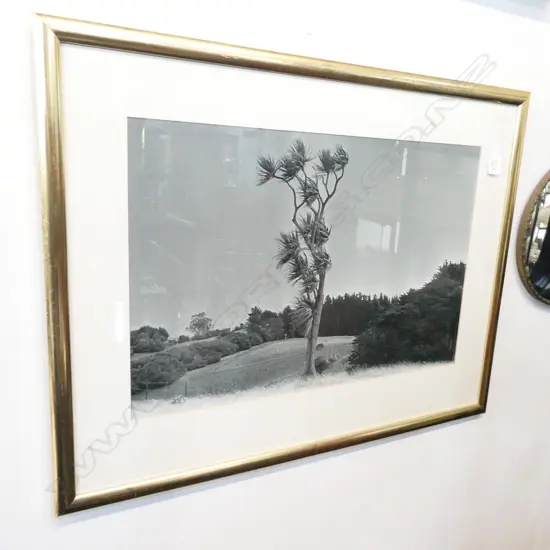 VINTAGE PHOTO WINDSWEPT CABBAGE TREE 400x600mm