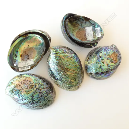 ASST POLISHED PAUA SHELLS