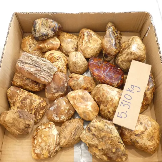 5.31kg COLLECTION OF KAURI GUM