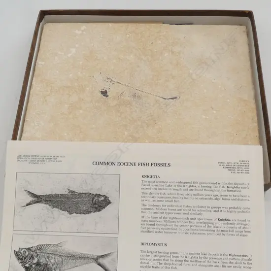 FISH FOSSIL IN STONE BOXED 'THE STONE FISH'