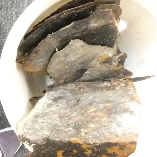 LGE OLD TORTOISESHELL PLATES / SCUTES