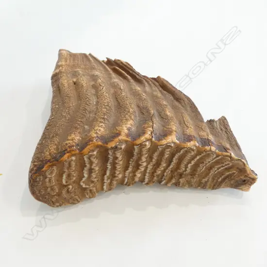 ELEPHANT TOOTH L 160 MM