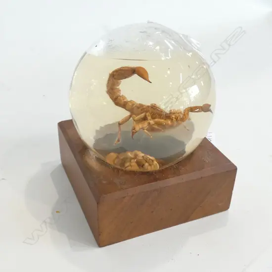 SCORPION IN GLASS BALL