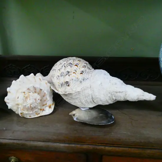 COUNCH SHELL + 2 OTHERS