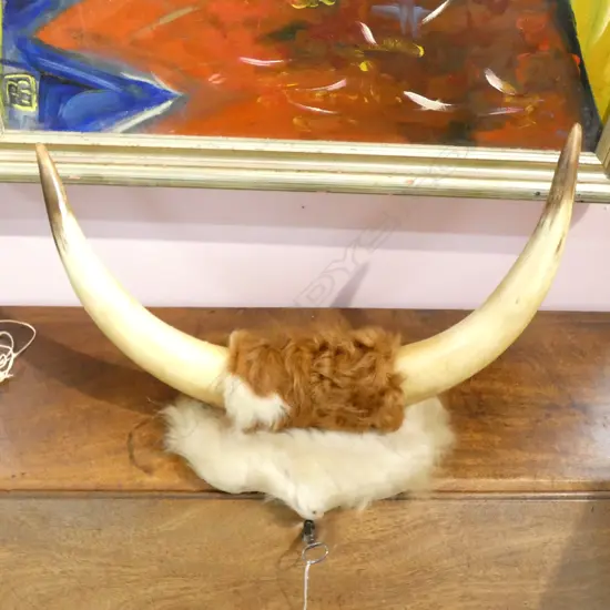 MOUNTED BULLOCK HORNS L 480