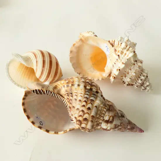 (7) 3 CONCH SHELLS (LARGEST 230MM)
