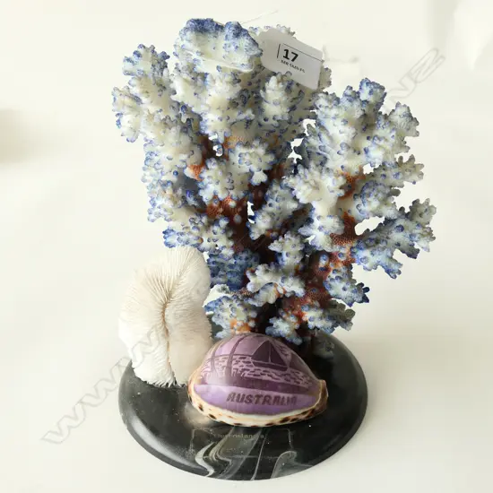 (7) BLUE CORAL SHELL ON BASE