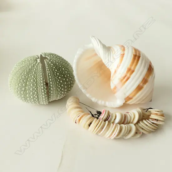 2 SHELLS + SHELL NECKLACE IN BOX