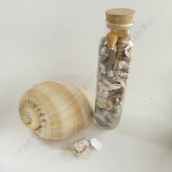 COLLECTION OF SEA SHELLS INCL 1 FULL JAR AND A LARGE BALER SHELL L. 280mm + TEXTILE CONE SHELL
